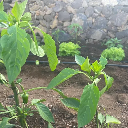 Agripina